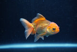 Baby Thai Oranda  Red 3 Inch (ID#1210ToPTA-39) Free2Day SHIPPING