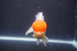 Thai Oranda  Red Cap 5 Inch (ID#910To13a-19) Free2Day SHIPPING