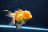 Thai Oranda  Panda 5 Inch (ID#1018To6b-123)