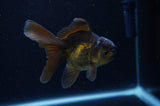 Juvenile Thai Oranda  Black 4 Inch (ID#307T13b-68) Free2Day SHIPPING