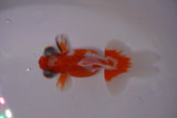 Butterfly  Red White 3.5 Inch (ID#0103B8b-42) Free2Day SHIPPING