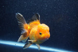 Thai Oranda  Panda 5 Inch (ID#1018To6b-123)