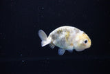 Baby Ranchu  Calico 2.5 Inch (ID#1119R9c-39) Free2Day SHIPPING