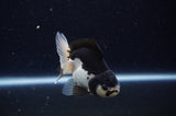 Juvenile Thai Oranda  Panda 3 Inch (ID#307T13b-69) Free2Day SHIPPING