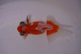 Butterfly  Red White 3.5 Inch (ID#0103B8b-42) Free2Day SHIPPING