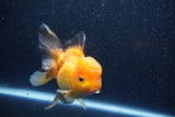 Thai Oranda  Panda 5 Inch (ID#1018To6c-123)