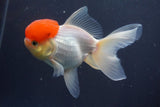 Thai Oranda  Red Cap 5 Inch (ID#910To13a-19) Free2Day SHIPPING