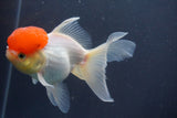 Thai Oranda  Red Cap 5 Inch (ID#910To13a-19) Free2Day SHIPPING