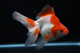 Ryukin Long Tail Red White 5 Inch (ID#1206Ry7b-14) Free2Day SHIPPING