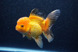 Thai Oranda  Panda 5 Inch (ID#1018To6c-123)