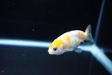 Baby Ranchu  Calico 2.5 Inch (ID#1119R9c-40) Free2Day SHIPPING