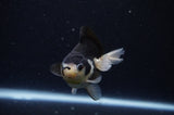 Juvenile Thai Oranda  Panda 3 Inch (ID#307T13b-69) Free2Day SHIPPING