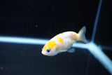 Baby Ranchu  Calico 2.5 Inch (ID#1119R9c-40) Free2Day SHIPPING