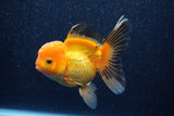 Thai Oranda  Panda 5 Inch (ID#1018To6b-123)