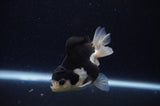 Juvenile Thai Oranda  Panda 3 Inch (ID#307T13b-69) Free2Day SHIPPING