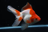 Ryukin Long Tail Red White 5 Inch (ID#1206Ry7b-14) Free2Day SHIPPING