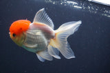 Thai Oranda  Red Cap 5 Inch (ID#910To13a-19) Free2Day SHIPPING