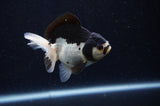 Juvenile Thai Oranda  Panda 3 Inch (ID#307T13b-69) Free2Day SHIPPING