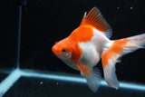 Ryukin Long Tail Red White 5 Inch (ID#1206Ry7b-14) Free2Day SHIPPING