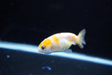 Baby Ranchu  Calico 2.5 Inch (ID#1119R9c-40) Free2Day SHIPPING