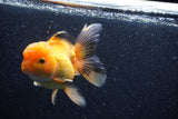 Thai Oranda  Panda 5 Inch (ID#1018To6c-123)