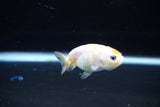 Baby Ranchu  Calico 2.5 Inch (ID#1119R9c-40) Free2Day SHIPPING