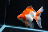 Ryukin Long Tail Red White 5 Inch (ID#1206Ry7b-14) Free2Day SHIPPING