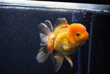 Thai Oranda  Panda 5 Inch (ID#1018To6c-123)