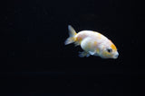 Baby Ranchu  Calico 2.5 Inch (ID#1119R9c-40) Free2Day SHIPPING