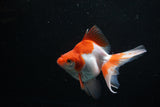 Ryukin Long Tail Red White 5 Inch (ID#1206Ry7b-14) Free2Day SHIPPING