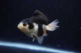 Juvenile Thai Oranda  Panda 3 Inch (ID#307T13b-69) Free2Day SHIPPING