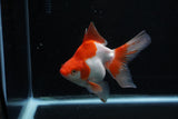 Ryukin Long Tail Red White 5 Inch (ID#1206Ry7b-14) Free2Day SHIPPING