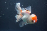 Thai Oranda  Red Cap 5 Inch (ID#910To13a-20) Free2Day SHIPPING