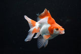 Ryukin Long Tail Red White 5 Inch (ID#1206Ry7b-14) Free2Day SHIPPING