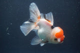 Thai Oranda  Red Cap 5 Inch (ID#910To13a-20) Free2Day SHIPPING