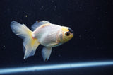 Juvenile Thai Oranda  Panda 3.5 Inch (ID#307T13b-70) Free2Day SHIPPING