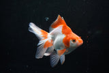 Ryukin Long Tail Red White 5 Inch (ID#1206Ry7b-14) Free2Day SHIPPING