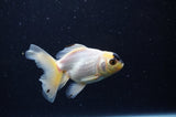 Juvenile Thai Oranda  Panda 3.5 Inch (ID#307T13b-70) Free2Day SHIPPING
