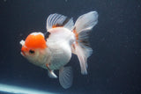 Thai Oranda  Red Cap 5 Inch (ID#910To13a-20) Free2Day SHIPPING