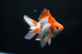 Ryukin Long Tail Red White 5 Inch (ID#1206Ry7b-14) Free2Day SHIPPING