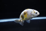 Baby Ranchu  Calico 3 Inch (ID#1119R9c-41) Free2Day SHIPPING