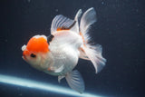 Thai Oranda  Red Cap 5 Inch (ID#910To13a-20) Free2Day SHIPPING