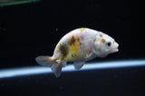 Baby Ranchu  Calico 3 Inch (ID#1119R9c-41) Free2Day SHIPPING