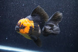 Thai Oranda  Red Black 5.5 Inch (ID#1022To6c-110)