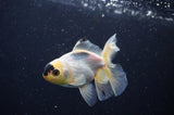 Juvenile Thai Oranda  Panda 3.5 Inch (ID#307T13b-70) Free2Day SHIPPING