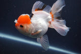 Thai Oranda  Red Cap 5 Inch (ID#910To13a-20) Free2Day SHIPPING