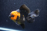 Thai Oranda  Red Black 5.5 Inch (ID#1022To6c-110)