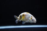 Baby Ranchu  Calico 3 Inch (ID#1119R9c-41) Free2Day SHIPPING