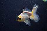 Juvenile Thai Oranda  Panda 3.5 Inch (ID#307T13b-70) Free2Day SHIPPING