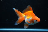 Ryukin Long Tail Red White 4.5 Inch (ID#1206Ry7b-15) Free2Day SHIPPING